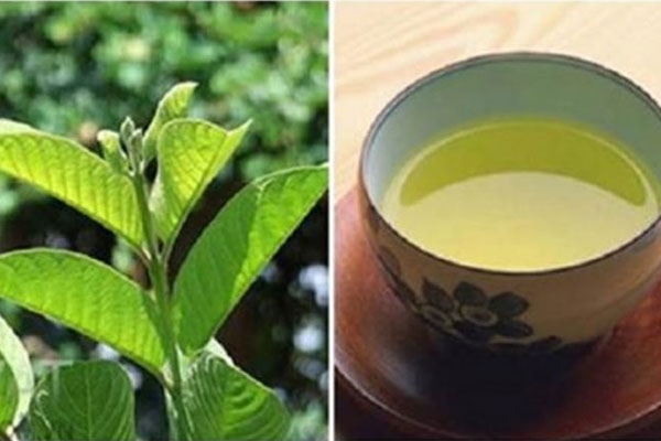 Bí mật về “thần dược” trà lá ổi bạn nên biết.