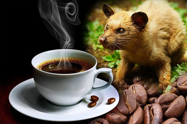 CÀ PHÊ CHỒN NGUYÊN CHẤT CLASSIC COFFEE