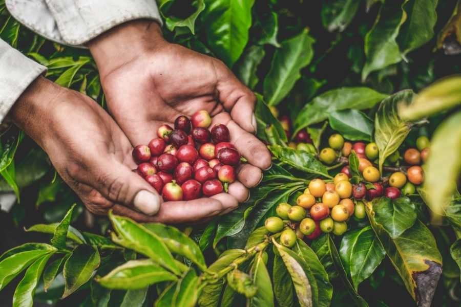 Cà phê được trồng nhiều nhất ở tình nào nước Việt Nam ta?