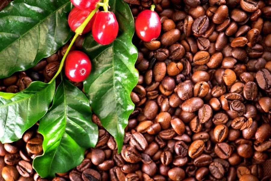 Cà phê nguyên chất mua ở đâu? Cà phê ngon chuẩn vị