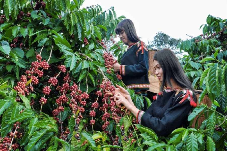 Cà phê Pleiku - hơn cả một loại thức uống 