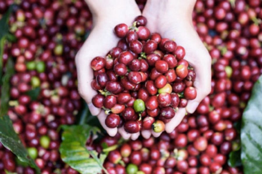 Cafe ngon Đà Nẵng lưu giữ hương vị cà phê nguyên bản