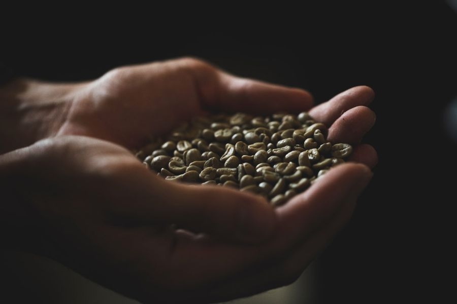 Đơn vị bán cà phê nhân sống Robusta chất lượng cao, uy tín tại Gia Lai