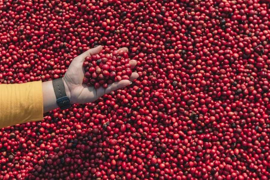 Giá cà phê nhân xanh niên vụ 2022 - Đặc sản cà phê Robusta Gia Lai