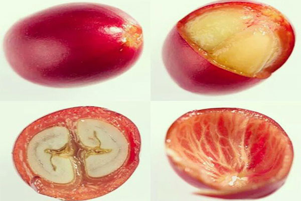 Quả cà phê được cấu tạo như thế nào nhỉ?