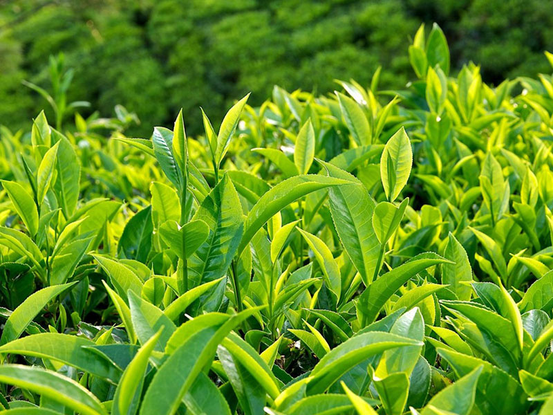 Tuyệt chiêu để có một sức khỏe tốt nhờ uống trà xanh đúng cách.