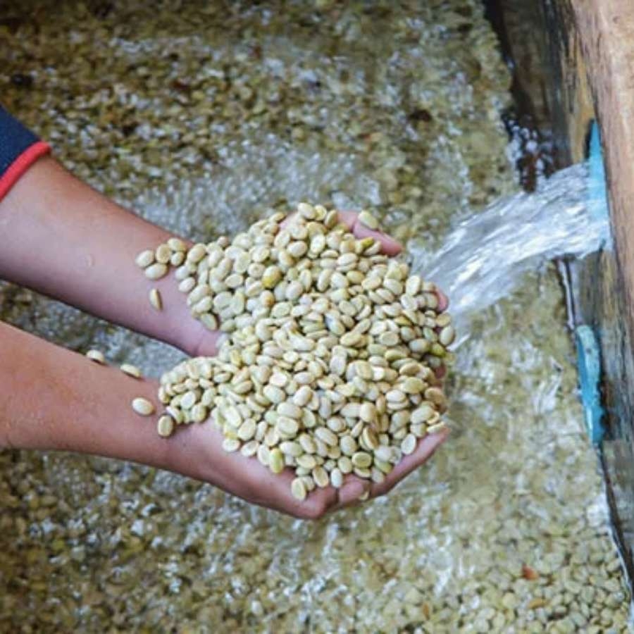 Cà phê nhân Robusta chế biến ướt